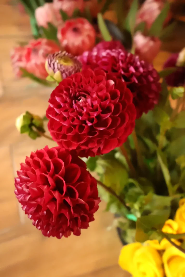Dahlias from BotrivierBlomme