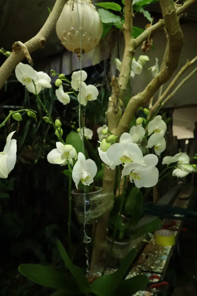 Orchids in the Studio at BotrivierBlomme
