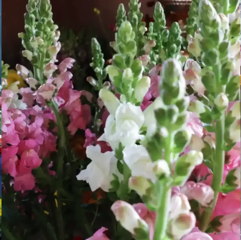 Snapdragons at Botrivier Blomme